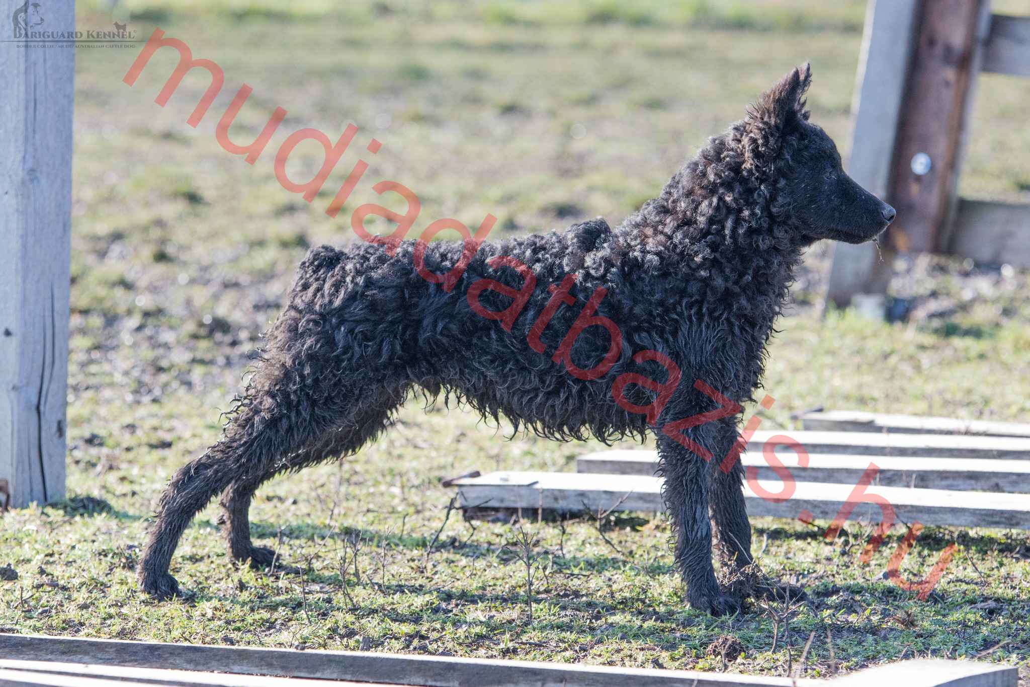 Bariguard Boris Becker 