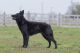 Bariguard Bekon Storm 'Hetty', MET.Mu.1609/19