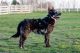Bariguard Extreme Oregano 'Gizmo', MET.Mu.3442/23