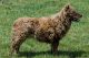 Bariguard Extreme Cinnamon 'Samira', MET.Mu.3446/23
