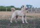 Bariguard Doc, MET.Mu.3184/22