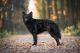 Hortobágyi Cifra Gulyás Cédrus 'Maze', MET.Mu.3423/23