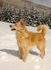 Idaho Little Jerry Du Mont Brabant