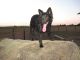 Kunok Kincse Hűséges