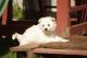 Csibiti Kacor, MET.Mu.13/14