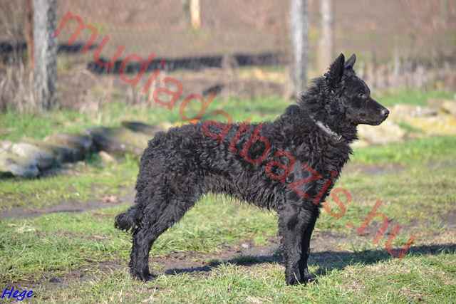 Hagyma-Földi Derűs