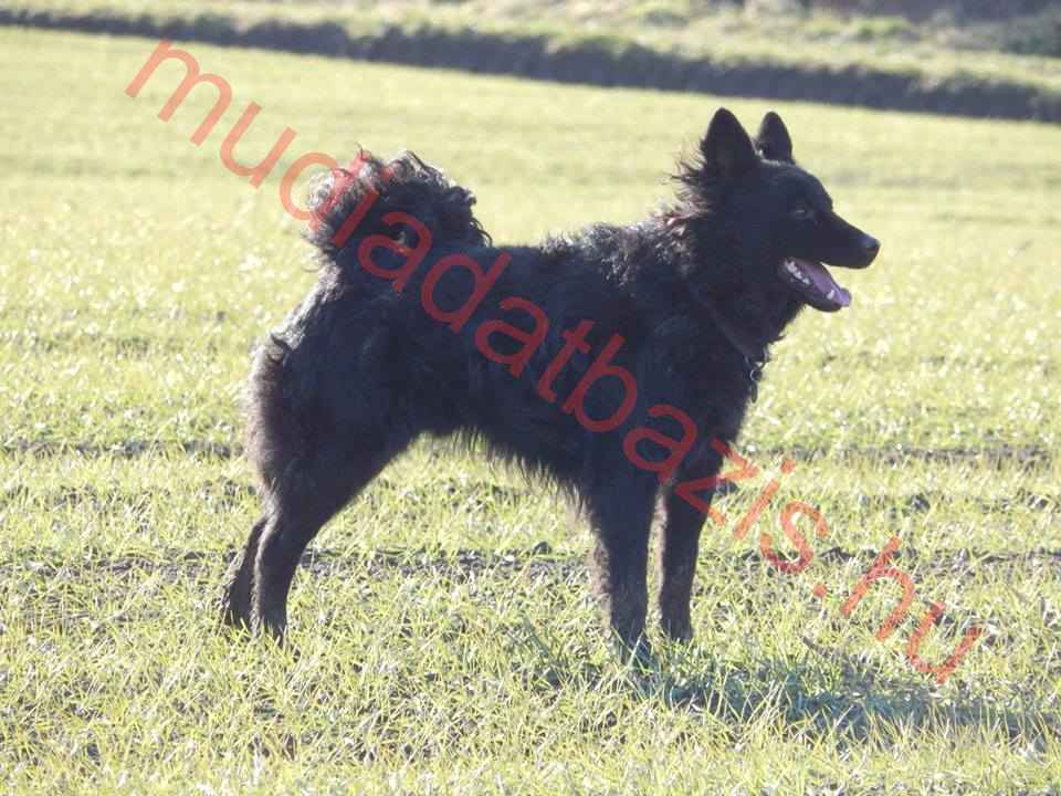 Csudacifra Aba, MET.Mu.6438/R/11