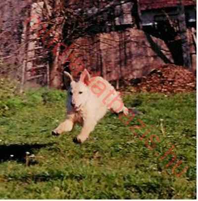 Bereki Tarisznyás Izgő-Mozgó, MET.Mu.2617/03