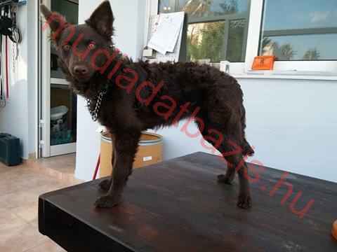 Köves-bérci Betyár Remény