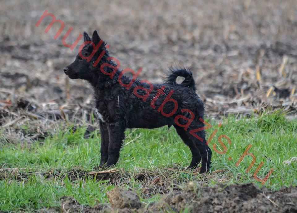 Bariguard Jump for my Love