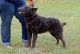 Szürkevillám Árendás 'Bogár', MET.Mu.758/R/16
