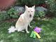 Beacon Mazo of Flyaway, DN25417401