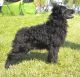 Beszédes A Mudim Kennel fotóalbuma