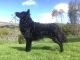Kennel Wartownik Wiatru fotóalbuma