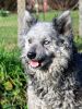 Szürkevillám Ugye Kedves, MET.Mu.7107/R/13 Szürkevillám Ugye Kedves, MET.Mu.7107/R/13