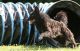 Irhaberki Kennel fotóalbuma