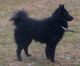 MV's Bamse, S 19868/03