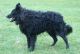 MV's Tippen, S 19870/03