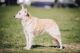 Mudiriver Moondancer Cruz, DN 31968902 (AKC)