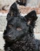 Nyírségfia Bajka, DN 36844001 (AKC)