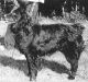 Puszta-Emléke Kennel fotóalbuma