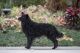 Ragyognak Csillagok Alkony, DN45951601 Ragyognak Csillagok Alkony, DN45951601