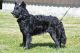Sigerdriva's Snipp Snapp Snute "Vilma", NO56221/17