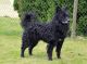 Sigerdriva's Bator Buda 'Mikke', S 07024/06