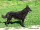 Szélvigyázó-Garabonciás Kennel fotóalbuma
