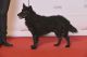 Twisted Tail's Black Canto-Caamico, S 19261/2007