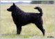 Twisted Tail's Tatanka- Lyotake, S 19258/2007