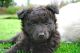 Aloha'ia Malie of Blue Bead