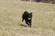 Bestagility Arlet 'Amálka'