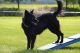 Bestagility Arlet 'Amálka'