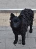 Borsodi Számadó Kennel fotóalbuma