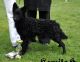 Bestagility Brongo 'Broníček'