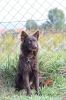 Bestagility Diny