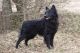 Királytelki Kennel fotóalbuma