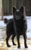 Mog-Ur's Mr Diamond 'Achilles', S 67126/2008