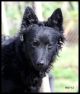 Mog-Ur's Mrs Storm, S 39708/2009