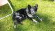 McPotter's Creek's Odin, MET.Mu.920/17